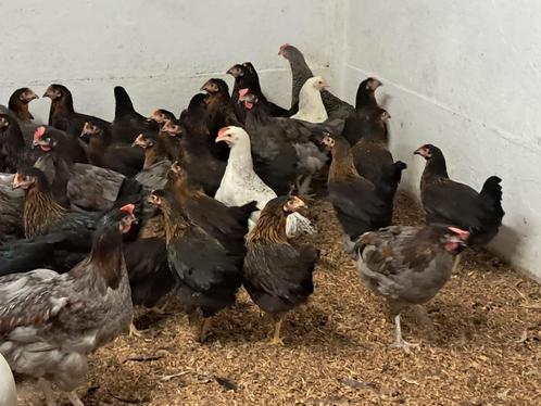 alle kleuren legkippen 20 weken legklaar, Dieren en Toebehoren, Pluimvee