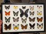 Kader met echte vlinders, Ophalen, Nieuw, Insect, Opgezet dier