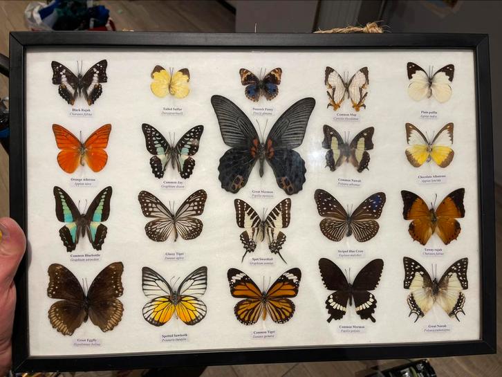 Kader met echte vlinders, Verzamelen, Dierenverzamelingen, Nieuw, Opgezet dier, Insect, Ophalen