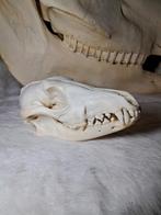 Jakhals schedel – compleet – onder- en bovenkaak vast – 18cm, Verzamelen, Dierenverzamelingen, Ophalen of Verzenden, Schedel