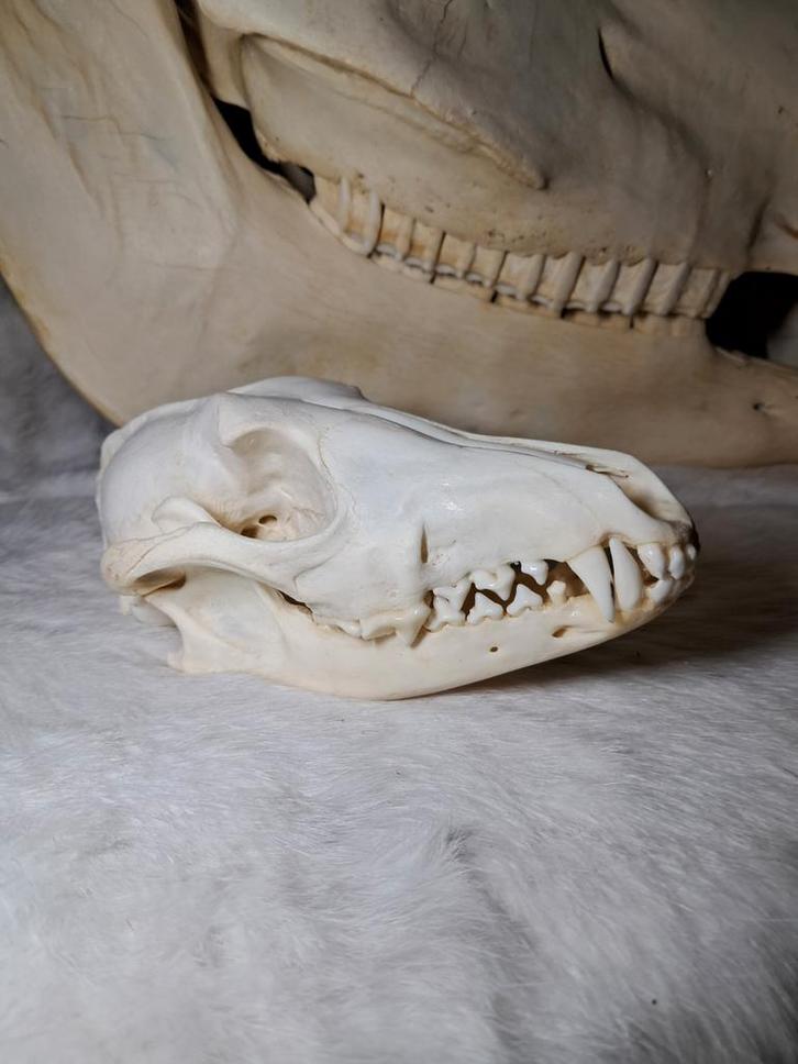 Crâne de chacal - complet - mâchoires inférieure et supérieu, Collections, Collections Animaux, Crâne, Enlèvement ou Envoi