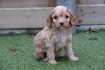 Prachtige Cavapoo pups, Dieren en Toebehoren, België, Overige rassen, CDV (hondenziekte), 8 tot 15 weken