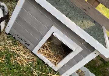 Konijnen huisje  beschikbaar voor biedingen