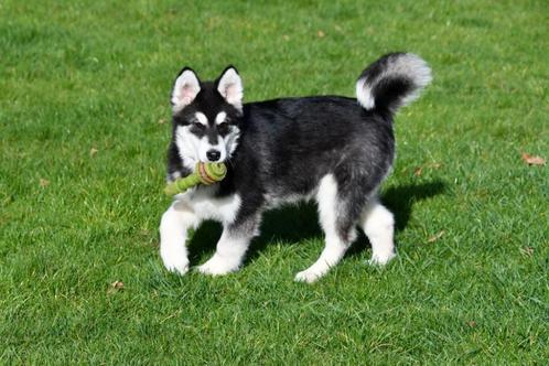 Alaskan Malamute pups te koop - Belgisch paspoort, Dieren en Toebehoren, Honden | Poolhonden, Keeshonden en Oertypen, Meerdere dieren