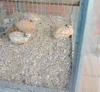 Japanse Kwartels, Dieren en Toebehoren, Meerdere dieren