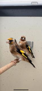 Distelvink, Dieren en Toebehoren, Vogels | Overige Vogels
