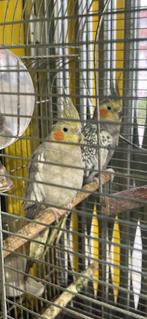 Couple calopsitte avec cage Bruxelles