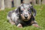 Prachtige langharige dwerg teckel pups, Dieren en Toebehoren, België, CDV (hondenziekte), 8 tot 15 weken, Dwerg