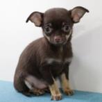 Chihuahua pups te koop, Dieren en Toebehoren, Honden | Chihuahua's en Gezelschapshonden, 15 weken tot 1 jaar, Handelaar, Buitenland