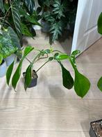 Philodendron Joepii, Enlèvement ou Envoi
