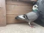 Jonge duivin voor de halve fond, Dieren en Toebehoren