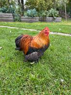 Tam haantje, Dieren en Toebehoren, Mannelijk, Kip