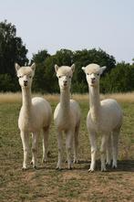 Drie jonge alpaca hengsten, Dieren en Toebehoren, Overige Dieren, Augustus, Mannelijk