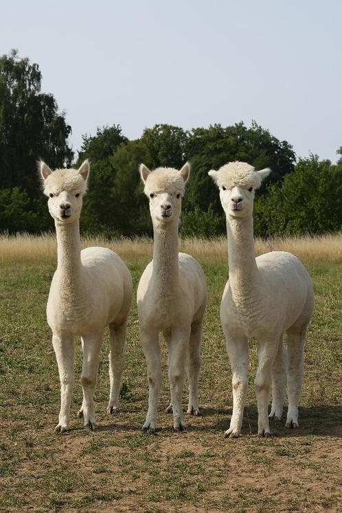 Drie jonge alpaca hengsten, Dieren en Toebehoren, Overige Dieren, Mannelijk, Augustus