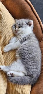 Kitten poes, Dieren en Toebehoren, Poes