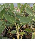 Zaden van waterplant Thalia dealbata  , oogst 2025, Ophalen of Verzenden, Gehele jaar, Zaad