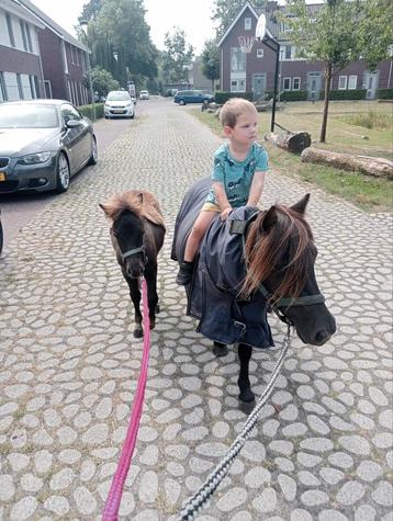 Shetland x Appaloosa hengst veulen  beschikbaar voor biedingen