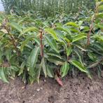 Ligustrum,Taxus,prunus blote wortel aan stuntprijzen!, Ophalen, Taxus