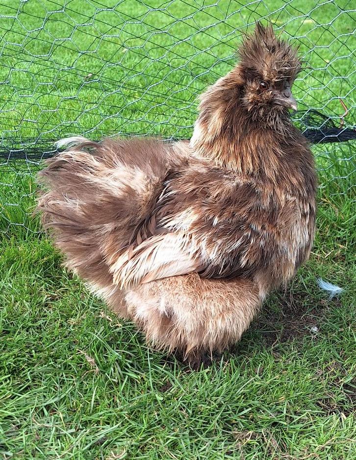 Choco USA zijdehoender hen, Dieren en Toebehoren, Pluimvee, Kip, Vrouwelijk