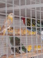 Rosellas 30euro stuk, Dieren en Toebehoren, Vogels | Parkieten en Papegaaien