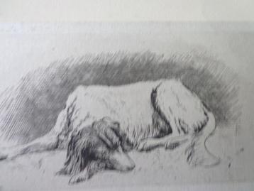 gravure Philip Gilbert Hamerton Lying Dog (Setter irlandais)