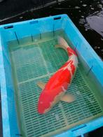 Japanse koi, Dieren en Toebehoren, Vissen | Vijvervissen