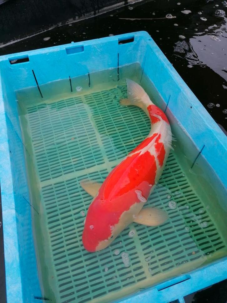 Japanse koi, Dieren en Toebehoren, Vissen | Vijvervissen