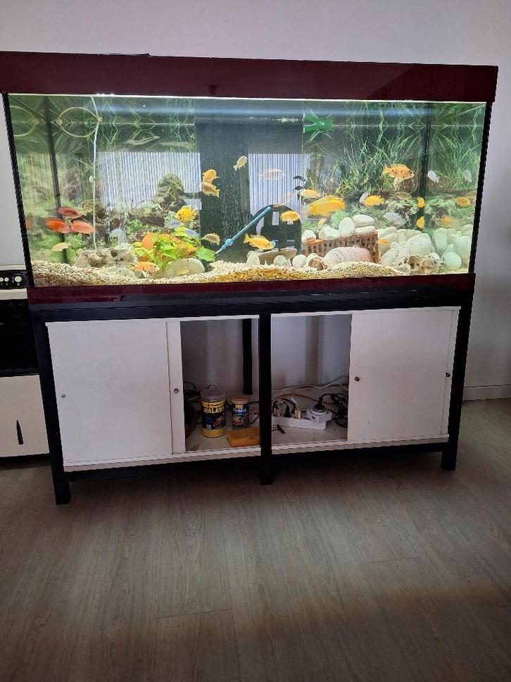 Aquarium, Animaux & Accessoires, Poissons | Aquariums & Accessoires, Comme neuf, Aquarium d'eau douce rempli, Enlèvement