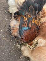 3 Brahma haanen te koop 2025, Dieren en Toebehoren, Mannelijk, Kip