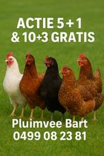 legkippen en sierkippen beste prijs kwaliteit 0499/082381, Dieren en Toebehoren, Pluimvee, Vrouwelijk, Kip