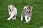 Akita pups te koop - Ouders aanwezig, CDV (hondenziekte), Meerdere, 8 tot 15 weken, Meerdere dieren