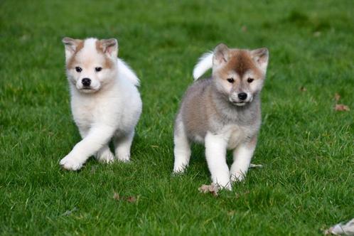 Akita pups te koop - Ouders aanwezig, Dieren en Toebehoren, Honden | Poolhonden, Keeshonden en Oertypen, Meerdere dieren, Overige rassen