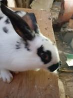 Konijnen, Dieren en Toebehoren, Konijnen