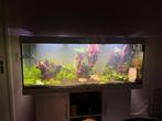 Aquarium 150cm compleet, Dieren en Toebehoren, Gebruikt, Ophalen, Gevuld zoetwateraquarium