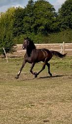 Lieve 3 jarige allrounder merrie, Dieren en Toebehoren, Paarden, Merrie