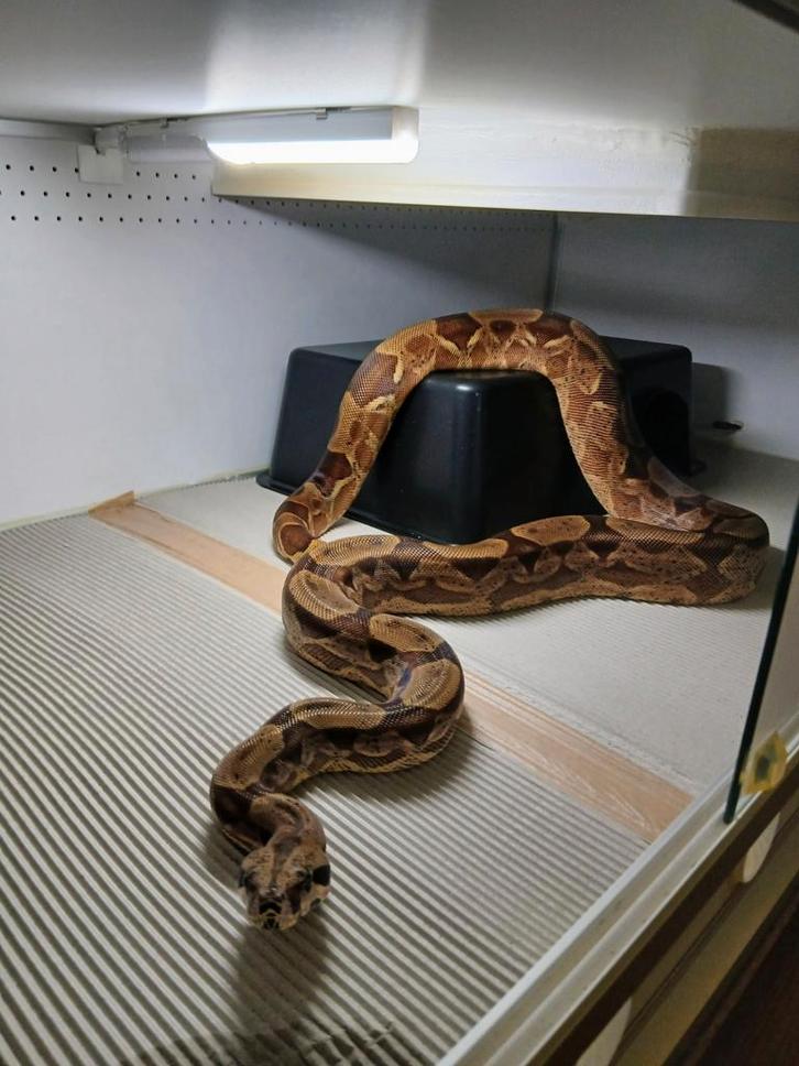 Boa Bci : Hypo RLT le mâle albinos 2021., Animaux & Accessoires, Reptiles & Amphibiens, Serpent, 3 à 6 ans, Domestique