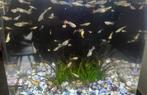 Jonge guppies, Dieren en Toebehoren