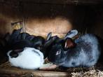 nest reuzevlinders, Animaux & Accessoires, Lapins