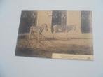 antwerpen - de zoo - de zeebra's, Ophalen of Verzenden, 1920 tot 1940, Gelopen, Antwerpen