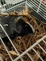 Lief cavia meisje zoekt een warm huisje, Dieren en Toebehoren, Knaagdieren, Cavia, Juni, Vrouwelijk, Tam