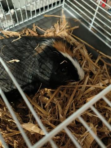 Lief cavia meisje zoekt een warm huisje beschikbaar voor biedingen