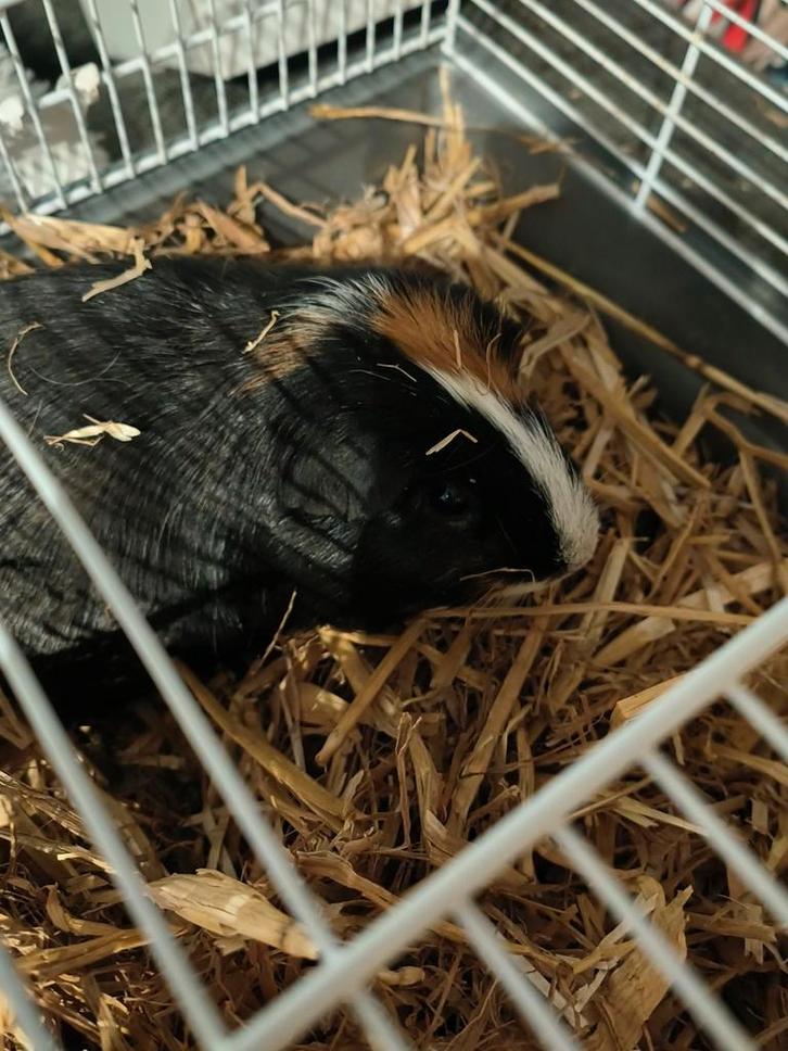 Lief cavia meisje zoekt een warm huisje, Dieren en Toebehoren, Knaagdieren, Vrouwelijk, Cavia, Juni, Tam