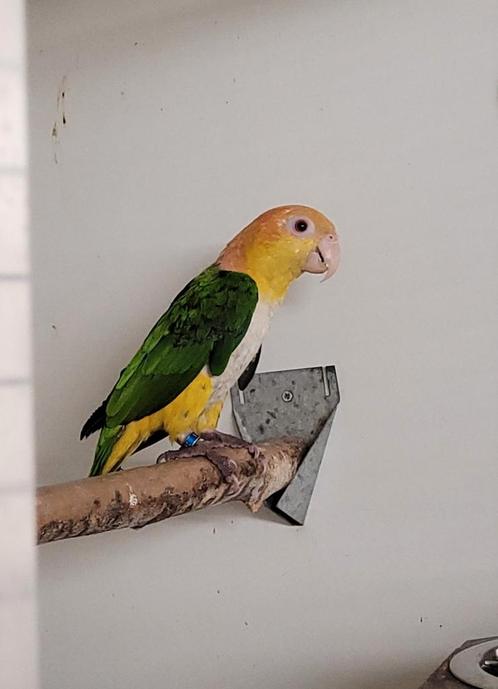 Roestkop caïque POP, Dieren en Toebehoren, Vogels | Parkieten en Papegaaien, Geringd