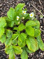 Bosaardbei plantjes, Ophalen