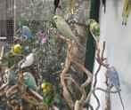 Grasparkieten, Animaux & Accessoires, Oiseaux | Perruches & Perroquets