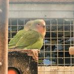 Jonge dwergpapegaaien agapornid roseicollis, Dieren en Toebehoren, Vogels | Parkieten en Papegaaien, Tam