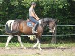 Paardenpension ,weidegang met schuilhok ,mooie wandelomgevin, Weidegang, 2 of 3 paarden of pony's