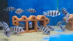 frontosa blue mpimbwe F1, Animaux & Accessoires, Poissons | Poissons d'aquarium