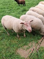 rouge de l’ouest bok, Dieren en Toebehoren, Schapen, Geiten en Varkens, Mannelijk, Schaap, 3 tot 5 jaar
