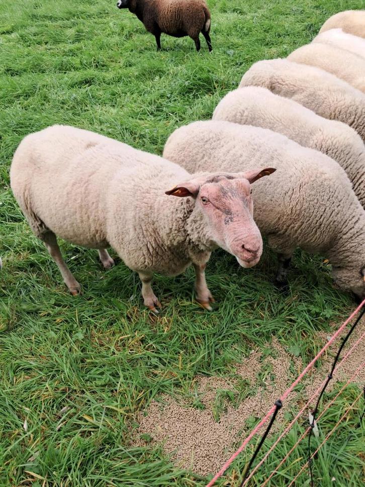 rouge de l’ouest bok, Dieren en Toebehoren, Schapen, Geiten en Varkens, Schaap, Mannelijk, 3 tot 5 jaar